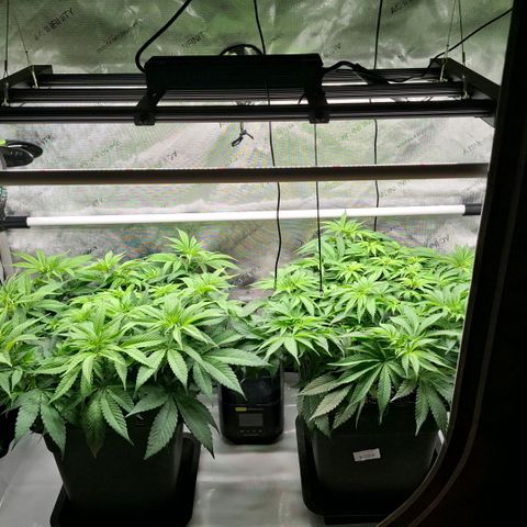 Mimosa Evo x Orange Punch #1 #2 growlog timeline photo