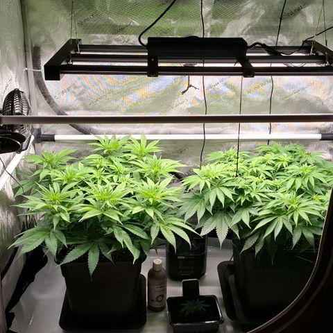 Mimosa Evo x Orange Punch #1 #2 growlog timeline photo