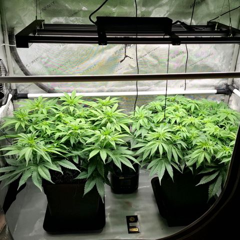 Mimosa Evo x Orange Punch #1 #2 growlog timeline photo