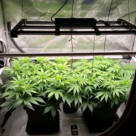 Mimosa Evo x Orange Punch #1 #2 growlog timeline photo
