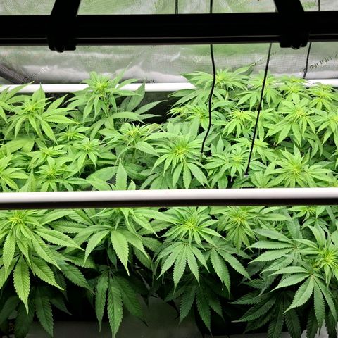 Mimosa Evo x Orange Punch #1 #2 growlog timeline photo