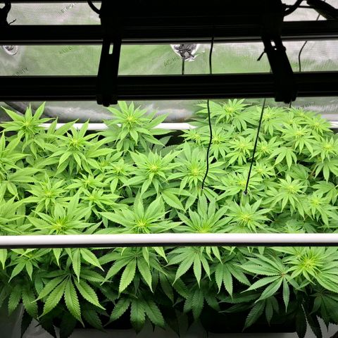 Mimosa Evo x Orange Punch #1 #2 growlog timeline photo