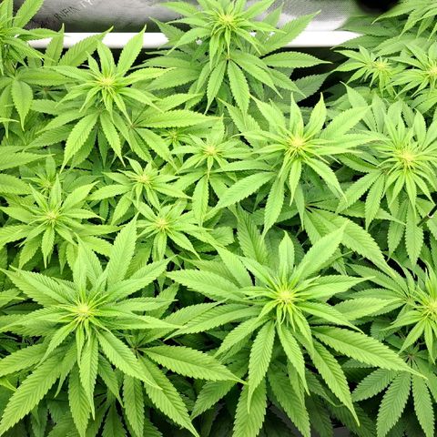 Mimosa Evo x Orange Punch #1 #2 growlog timeline photo
