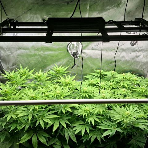 Mimosa Evo x Orange Punch #1 #2 growlog timeline photo