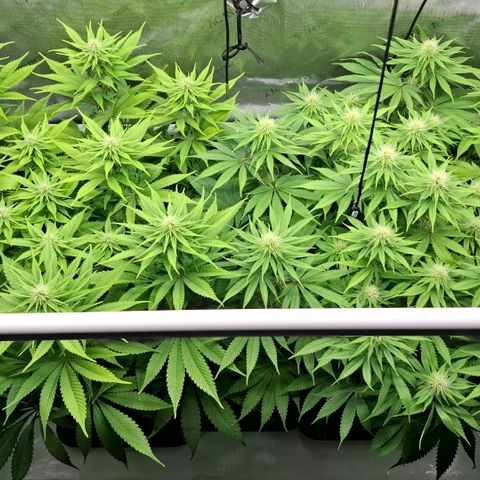 Mimosa Evo x Orange Punch #1 #2 growlog timeline photo