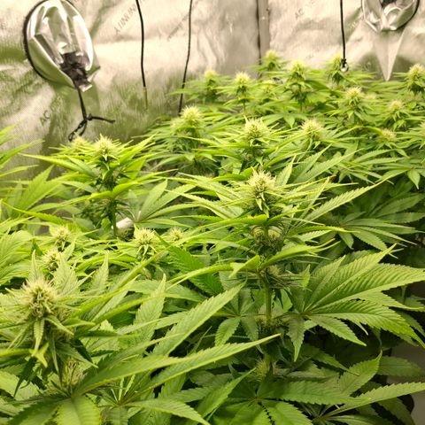 Mimosa Evo x Orange Punch #1 #2 growlog timeline photo