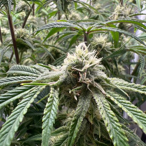 Blue Dream growlog timeline photo