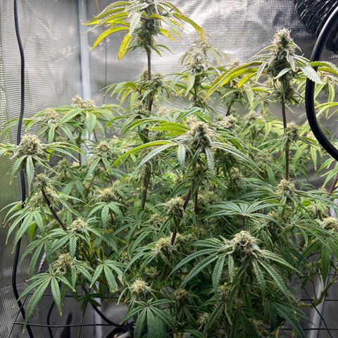 Blue Dream growlog photo: Not sure what to think 