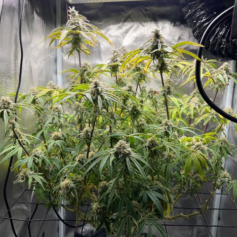 Blue Dream growlog timeline photo