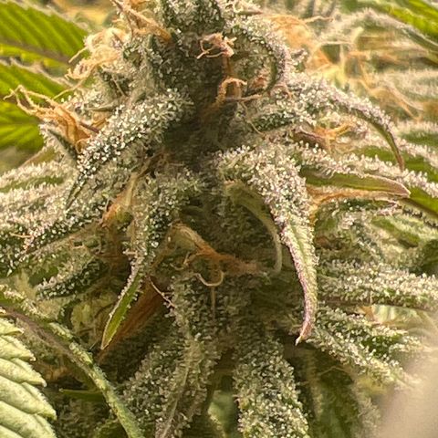 Blue Dream growlog timeline photo