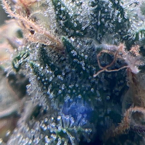 Blue Dream growlog timeline photo