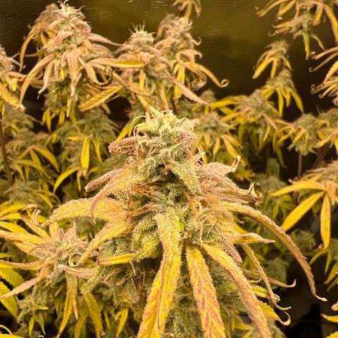 Blue Dream growlog photo: Flushing 