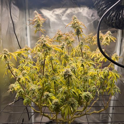 Blue Dream growlog photo: Flushing 