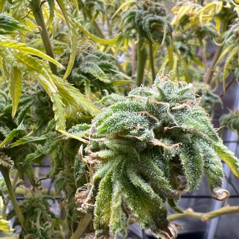 Blue Dream growlog photo: Flushing 