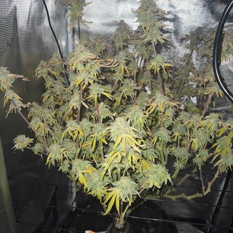 Blue Dream growlog photo: Darkness 48r