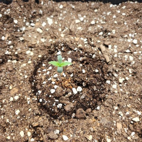 Frosted Guava Automatic growlog timeline photo