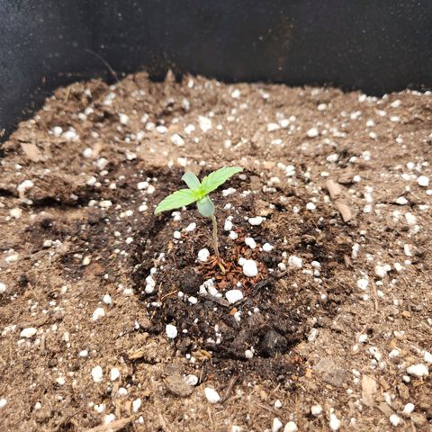 Frosted Guava Automatic growlog photo: #1