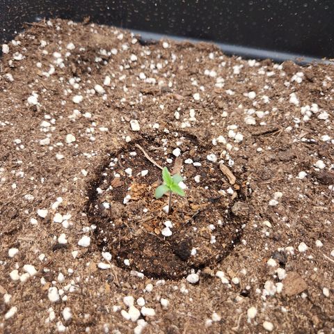 Runtz F1 Auto growlog timeline photo