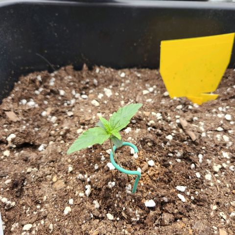 Frosted Guava Automatic growlog timeline photo