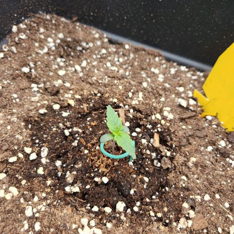 Runtz F1 Auto growlog timeline photo