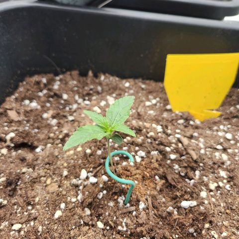 Frosted Guava Automatic growlog timeline photo