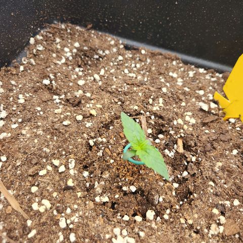 Runtz F1 Auto growlog timeline photo