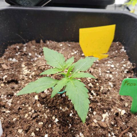Frosted Guava Automatic growlog timeline photo