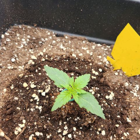 Runtz F1 Auto growlog timeline photo