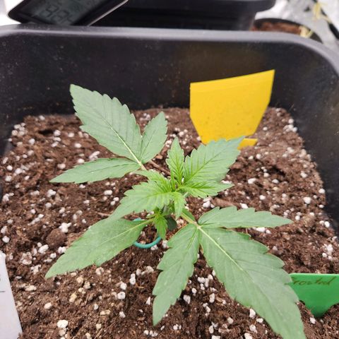 Frosted Guava Automatic growlog timeline photo