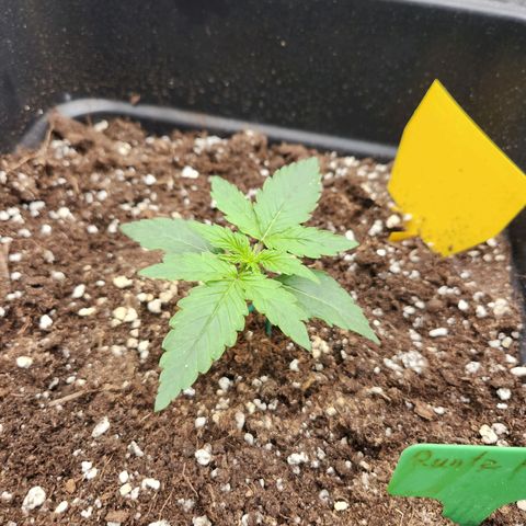 Runtz F1 Auto growlog timeline photo