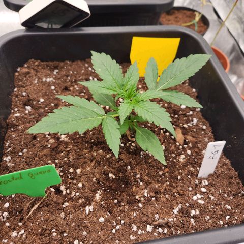 Frosted Guava Automatic growlog timeline photo