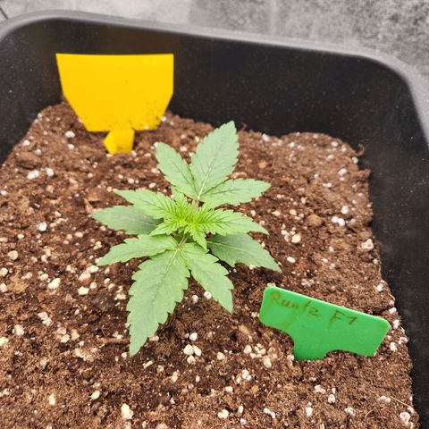 Runtz F1 Auto growlog timeline photo