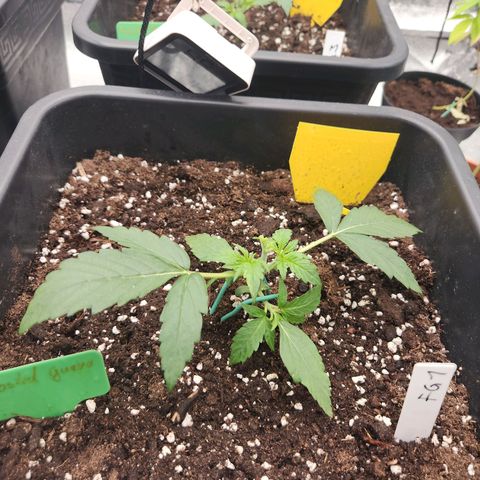 Frosted Guava Automatic growlog photo: Topping und erstes LST