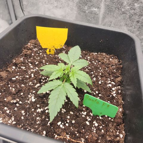 Runtz F1 Auto growlog photo: Pflanze wird nicht getoppt aber bald LST