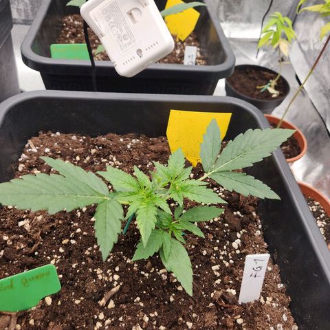 Frosted Guava Automatic growlog timeline photo