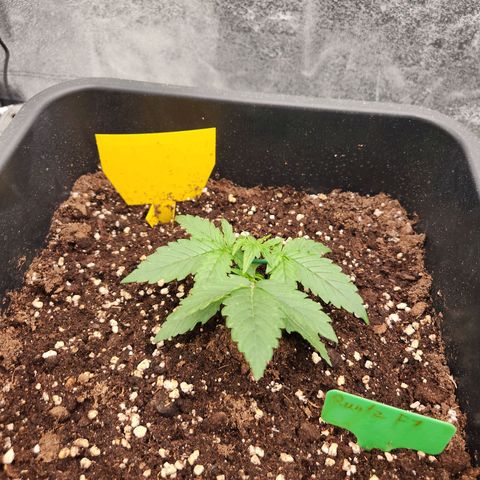 Runtz F1 Auto growlog photo: LST