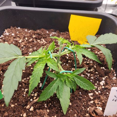 Frosted Guava Automatic growlog photo: Weiteres LST