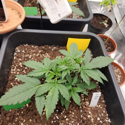 Frosted Guava Automatic growlog timeline photo