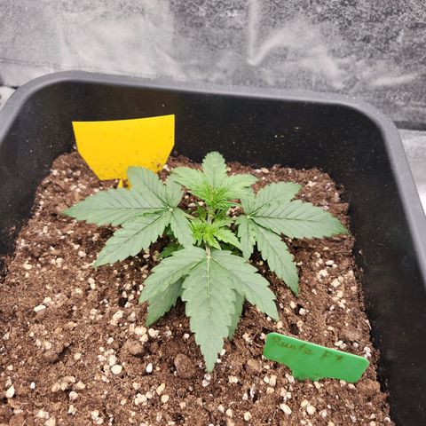 Runtz F1 Auto growlog timeline photo