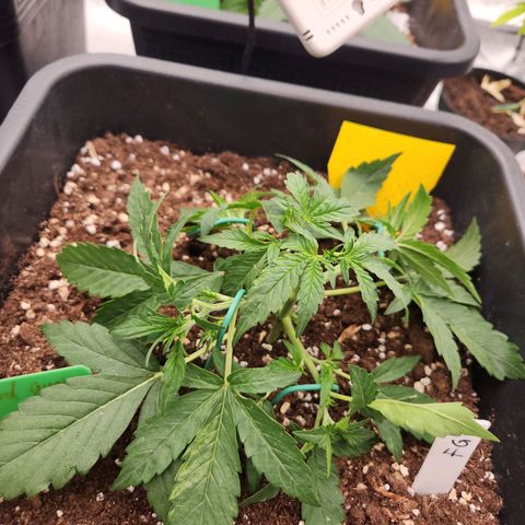Frosted Guava Automatic growlog photo: Vor und nach dem LST
