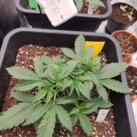 Frosted Guava Automatic growlog photo: Vor und nach dem LST