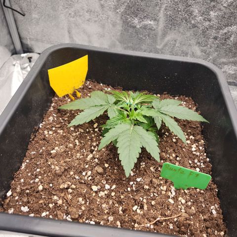 Runtz F1 Auto growlog photo: Vor und nach dem LST