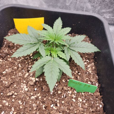 Runtz F1 Auto growlog photo: Vor und nach dem LST