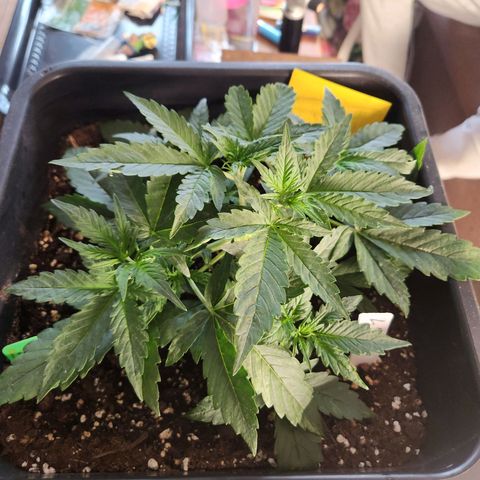 Frosted Guava Automatic growlog timeline photo