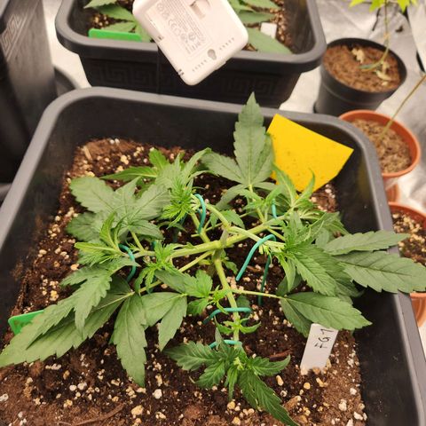 Frosted Guava Automatic growlog timeline photo