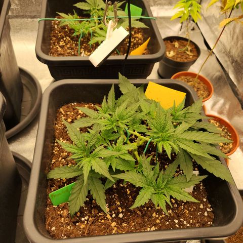 Frosted Guava Automatic growlog timeline photo