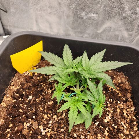Runtz F1 Auto growlog timeline photo