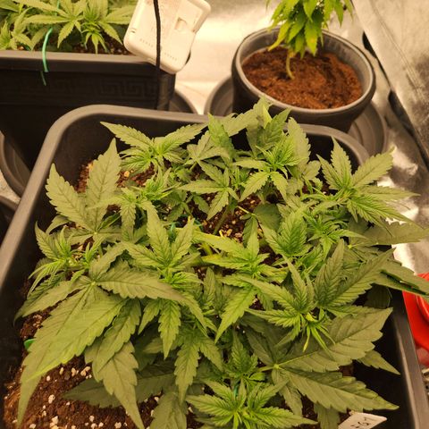 Frosted Guava Automatic growlog timeline photo