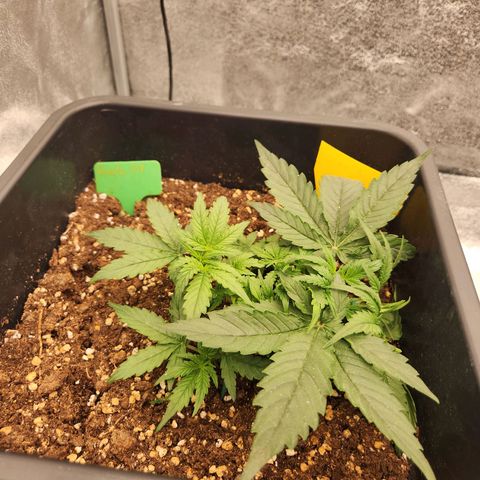 Runtz F1 Auto growlog timeline photo