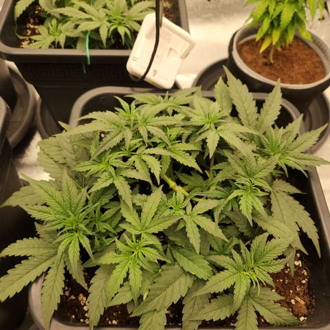 Frosted Guava Automatic growlog timeline photo